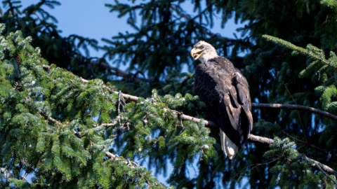 A bald eagle at Alaska's Eagle Beach. (Chris Bentley/Here & Now)