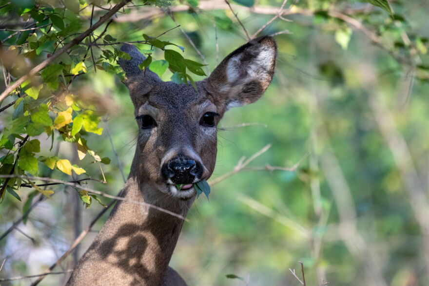 A white-tailed deer in the woods.