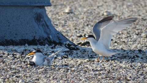 A family of least terns nests on a gravel rooftop. (Courtesy of Kara Durda/Audubon)