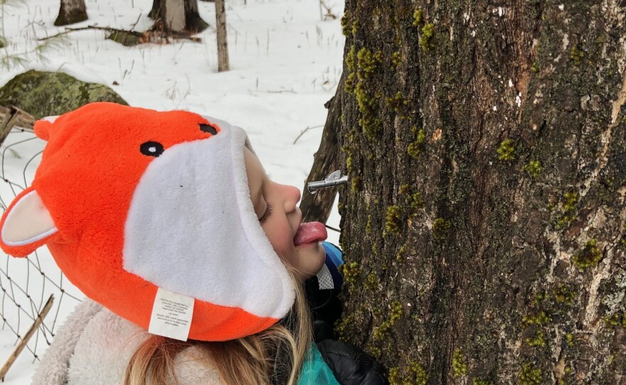 sap_sucker_2.jpg