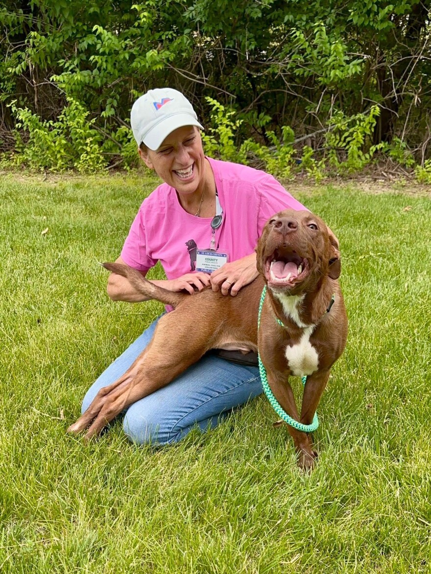 Volunteer Dale Shuter plays with 17-month-old Colt. She says that Colt, a former stray, is the perfect mix of playful energy and gentle charm. He also plays well with other dogs. Colt is currently up for adoption.