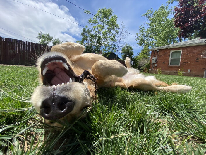A golden retriever lying on its back in the grass on a sunny day.