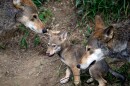  Red Wolves