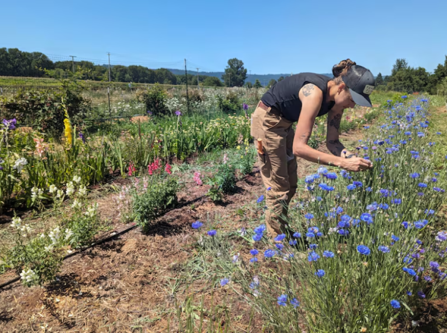 Thousands of visitors head out to Topaz Farms in Sauvie Island each summer for their u-pick flowers and other agritourism activies, as seen in this undated handout image provided by the farm.