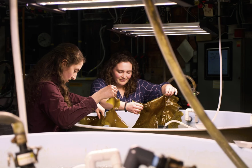 Hadley Kerr, left, and Morgan Anthony hold pieces of tank-grown kelp Friday, March 13, 2026, at the Woods Hole Oceanographic Institution in Woods Hole, Mass.