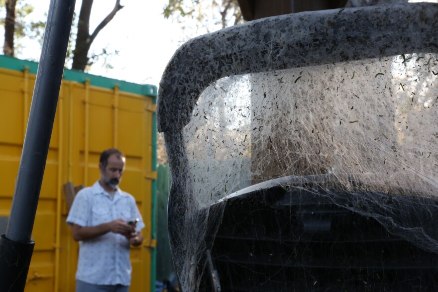 Caterpillar webbing is seen on a step ladder in Fort Worth resident Steven Horvath's backyard.