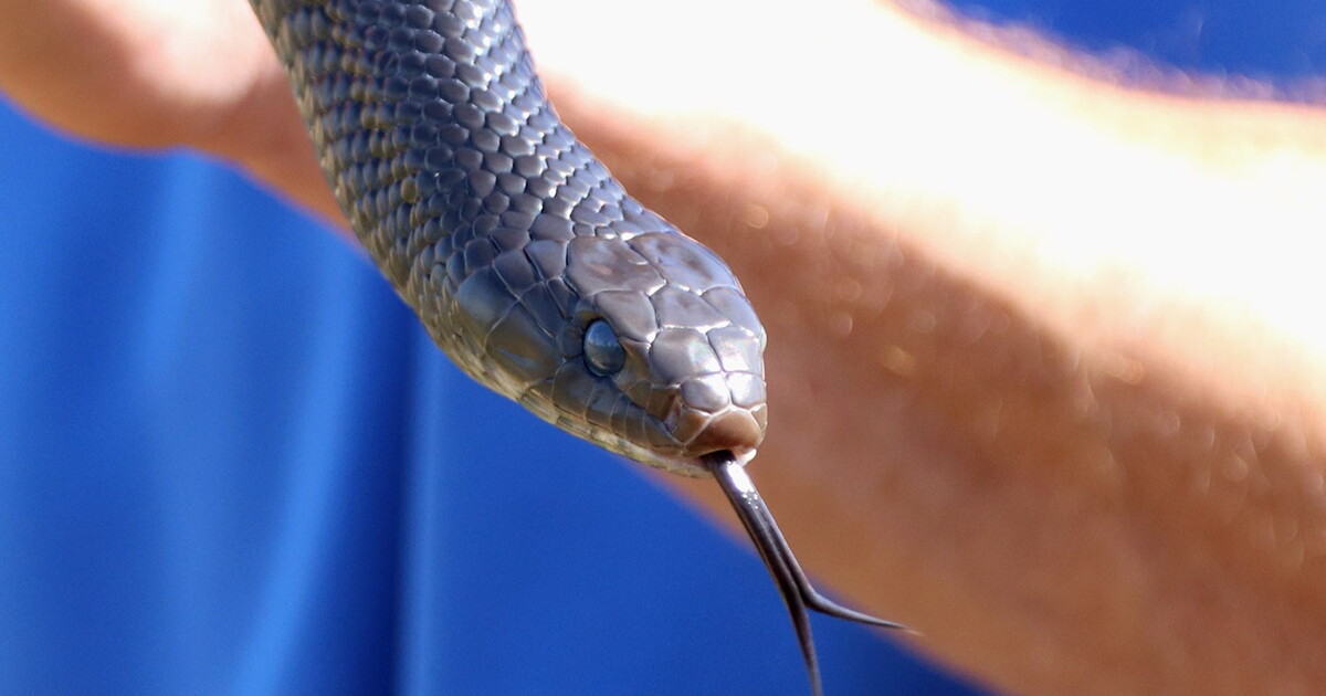 close up of an indigo snake's head with its tongue protruding