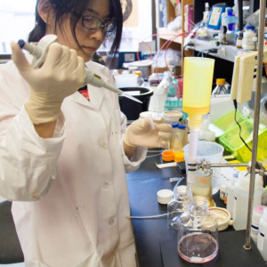 Haiyan Zhao, a postdoctoral researcher in Daved Fremont's laboratory at Washington University, purifies the Zika surface protein that allows the virus to enter and infect cells of the body. 