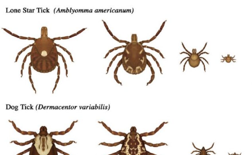 tick-life-stages-medium.jpg