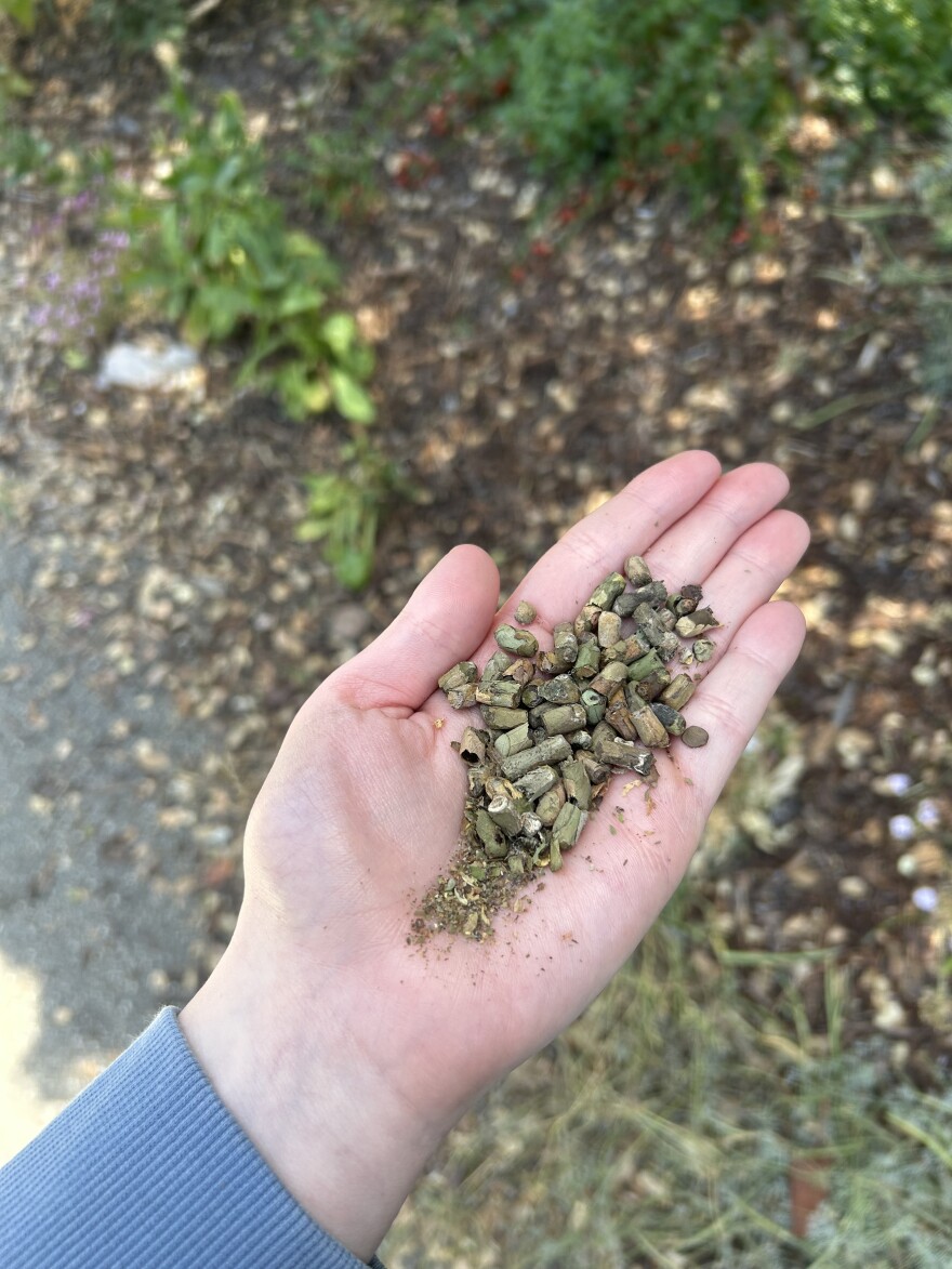 Unhatched leaf-cutter bee (family Megachilidae) cocoons, made out of dry leaves.
