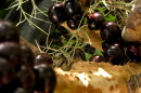 Jabuticaba only stays fresh for a few days, which is why it’s not usually brought to the US.