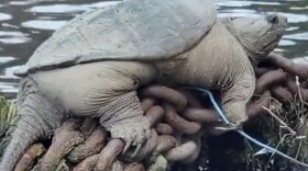 Chonkasaurus the snapping turtle rests on a pile of rusty chains along the Chicago River.