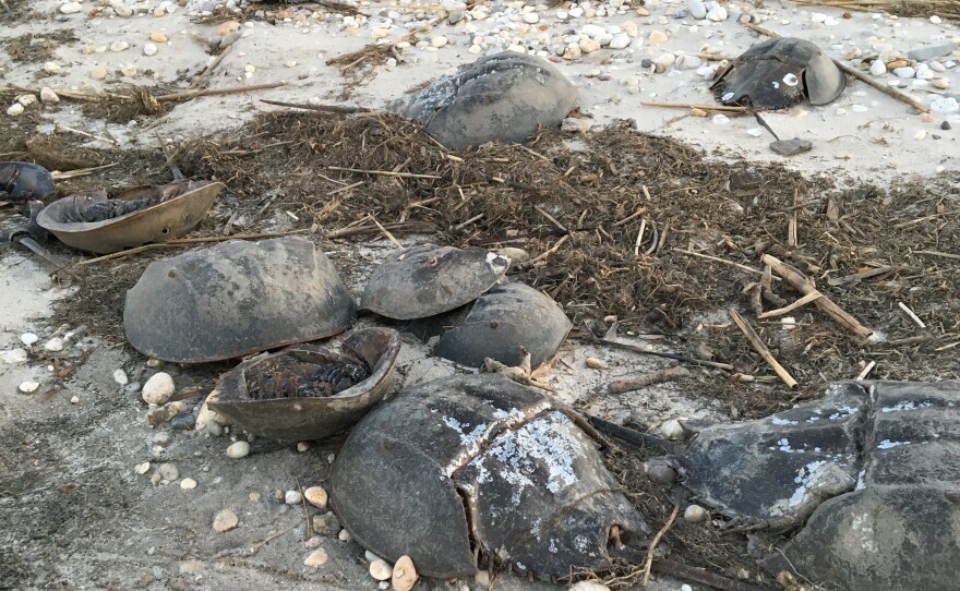 horseshoe_crab_pickering_beach.jpg