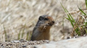 A ground squirrel pokes it's head above it's den with a mouthful of dried grass.