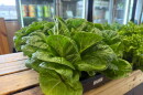 The greens ready for purchase at The Market at Rockledge Gardens from Fletcher Family Farms.