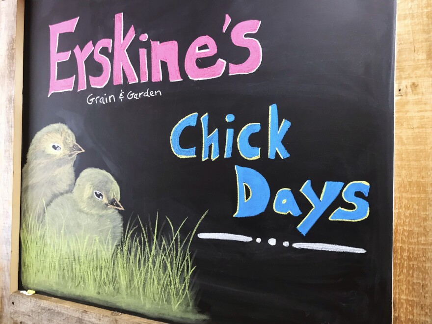 A blackboard with erskine's chick days with drawings of baby chicks