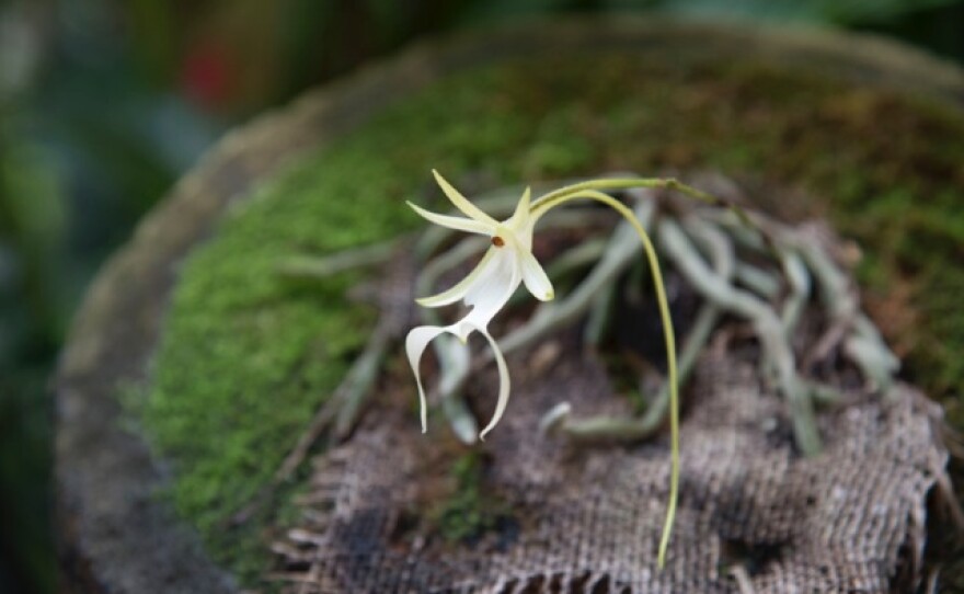 This flowering ghost orchid, or Dendrophylax lindenii, has successfully been transferred to the butterfly rainforest at the Florida Museum of Natural History. The transfer included stapling burlap with the orchid attached, to a piece of wood. The burlap will biodegrade eventually and the orchid will grow into the wood, according to Michael Kane. Photo by Nina Cusmano / WUFT News.