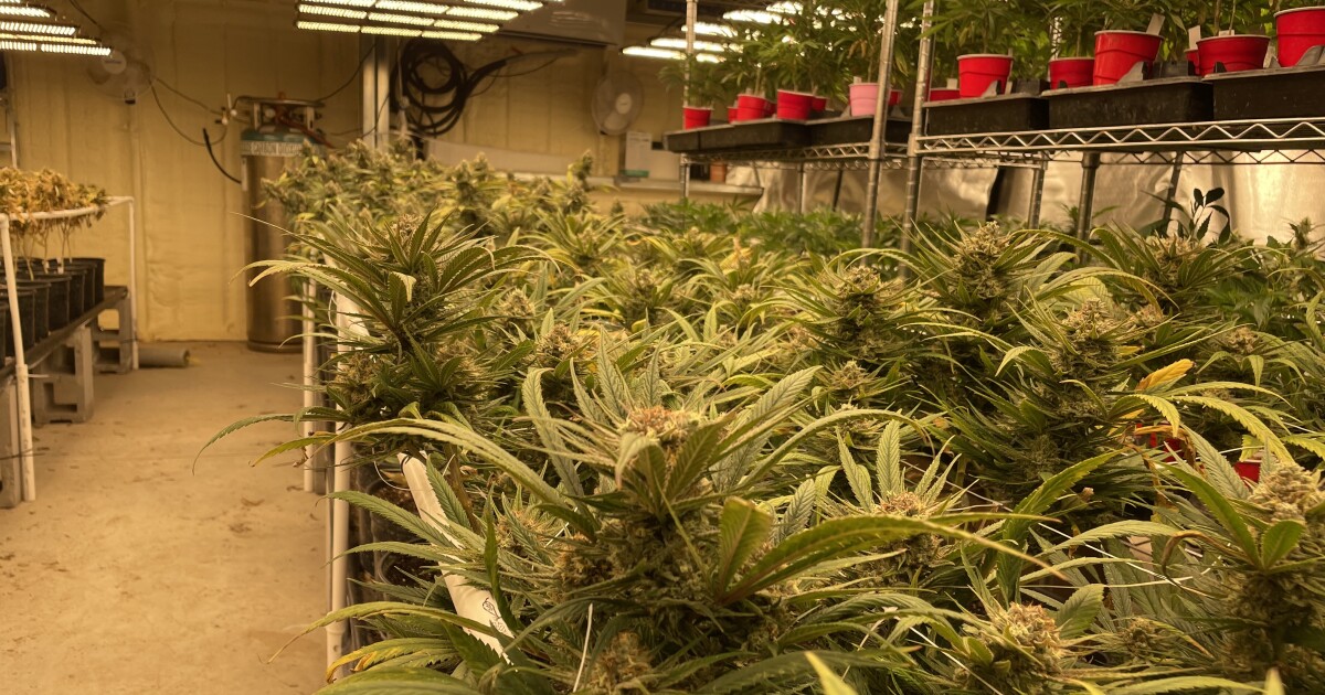 As Marijuana Industry In Oklahoma Booms, Rural Utilities Feel Growing Pains - KCUR