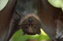 Bats have very fast brains, even using a sort of autopilot when it comes to their echolocation