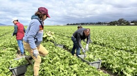 A person wearing tan pants, a grey-blue jacket, and a red hat walks through a lettuce field as three other people cut lettuce and place it into bins in the background.