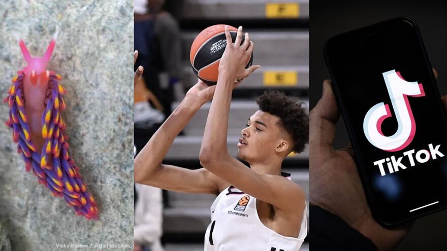 Vicky Barlow/@thehidephotography, Philippe Desmazes/AFP via Getty Images, Dan Kitwood/Getty Images