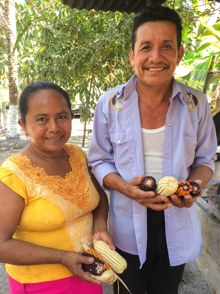 Hilda Pastor's husband, Anibal Lopez, hopes that more people can find appreciation for heirloom corn flavor. Commercial corn production in the U.S. has made it difficult for farmers like Lopez, who cultivates heirloom varieties in Mexico, to make a living.