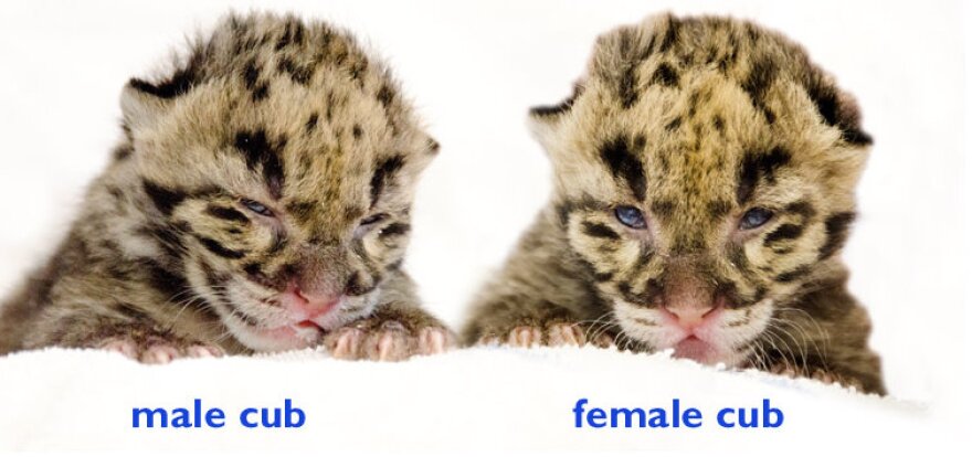 You can help the Point Defiance Zoo & Aquarium name these cubs! Go to the survey link in the story.