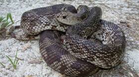 A pine snake