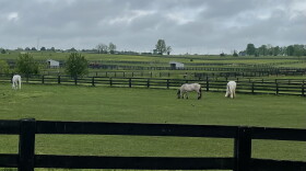 Horse grazing at the Kentucky Horse Park 05-06-24