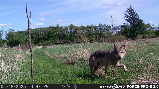 Gray wolf trotting by a trail camera in Columbia County, Wisconsin on May 18, 2026.