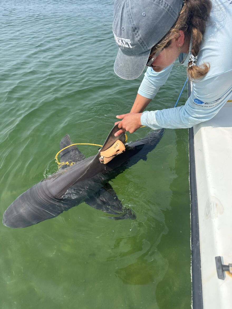 Shark researcher Caroline Collatos has been sandbar sharks for 10 years.