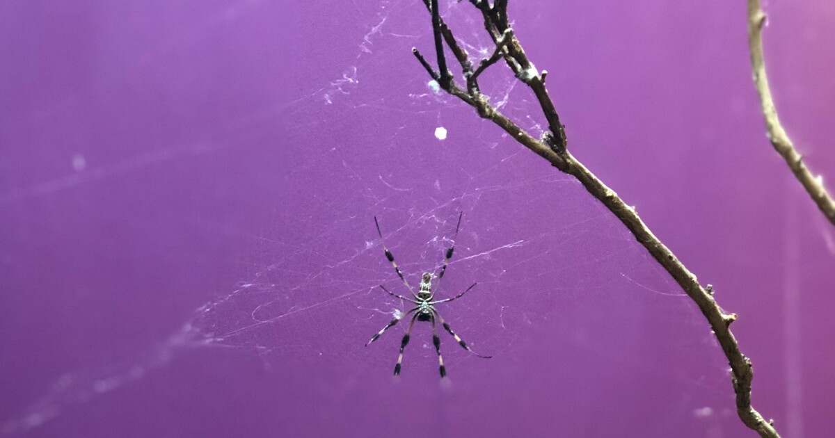 It's spider mating season: Why you're seeing spiders in your home now