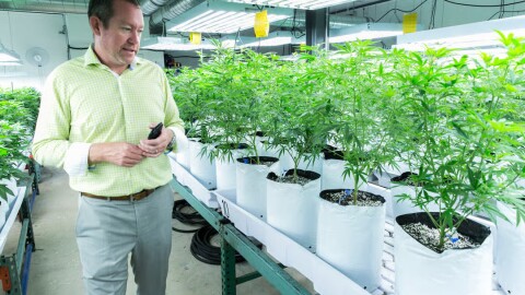 Tim Cullen, the owner of the Colorado Harvest Company, stands in his grow facility in Denver on Wednesday, July 8, 2015.