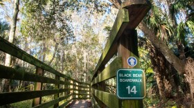 Trees hang over a boardwalk in the Black Bear Wilderness Area on Dec. 23, 2025. The 7-mile hiking trail, located in Seminole County, is a popular spot to sight the elusive Florida black bear. (Zoey Thomas/Fresh Take Florida)