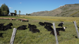 Cattle lay in a pasture.