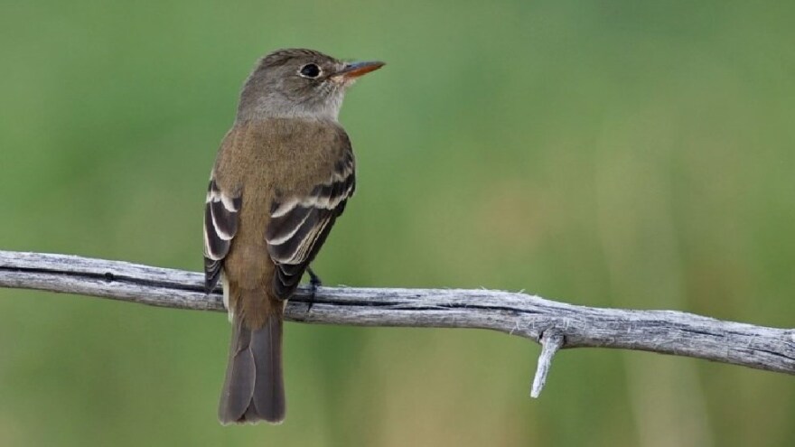 The endangered Southwestern willow flycatcher