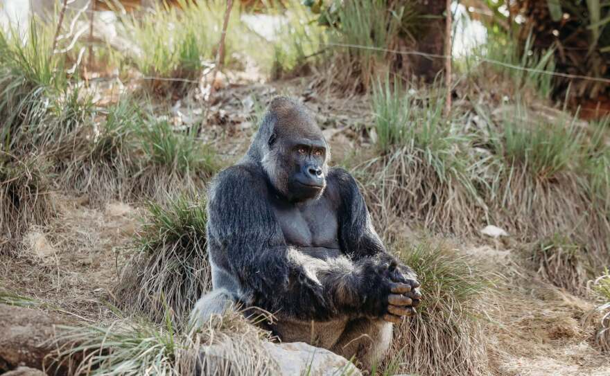 Riverbanks Zoo and Garden's adult western lowland gorilla, Cenzoo, passed away June 2026.