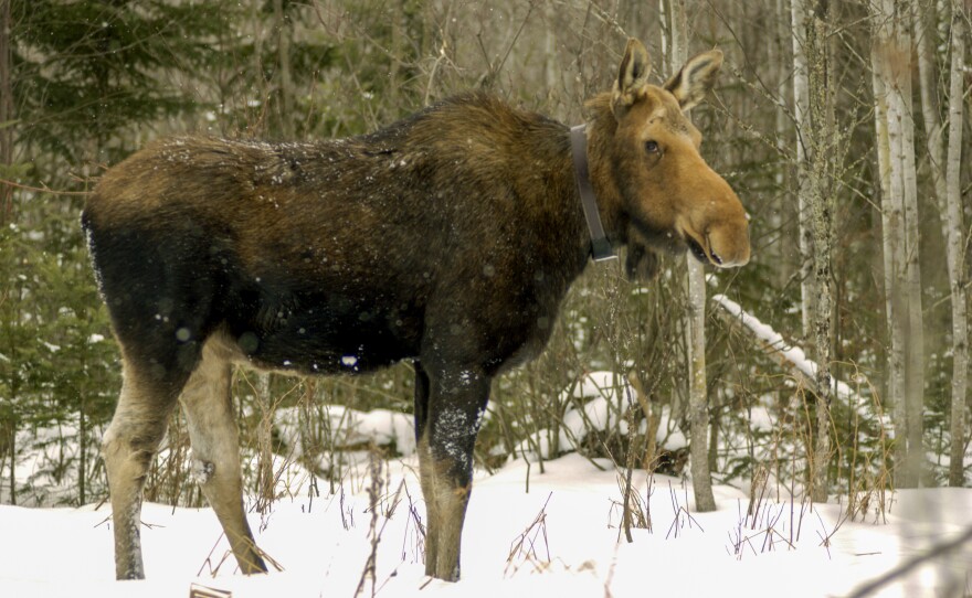 Moose with tracking collar in Marquette County