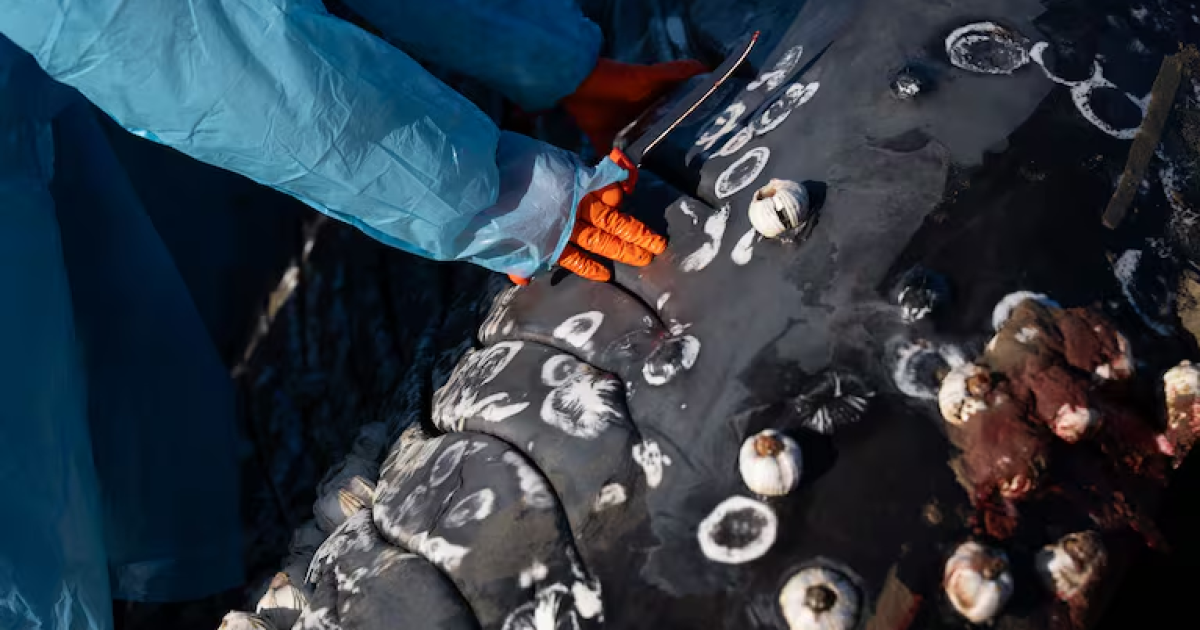 ‘An honor and such a blessing’: People come together to mourn and learn from beached whale in Oregon