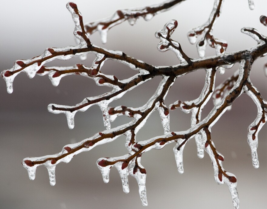 Ice from freezing rain coats tree branches near Omaha, Neb., Wednesday, Dec. 23, 2009.