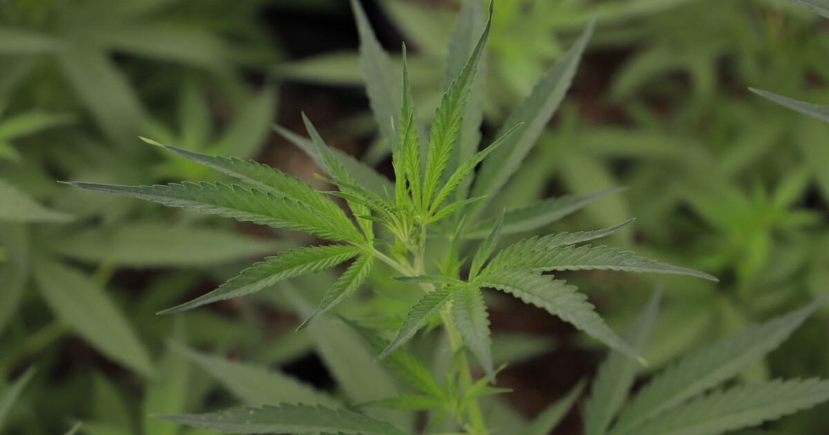 Oklahoma lawmakers eye new Industrial Hemp Task Force