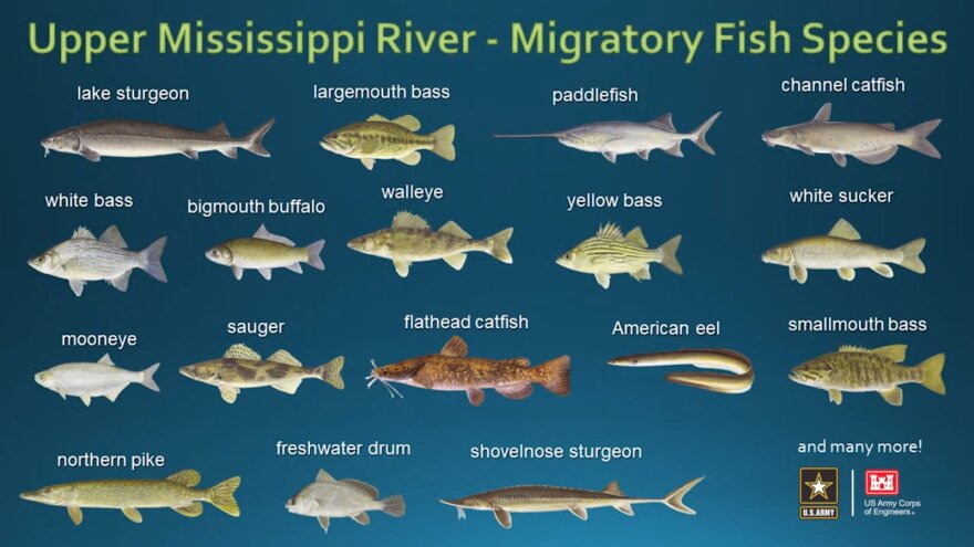 Screenshot from a Corps of Engineers video about the fish passage