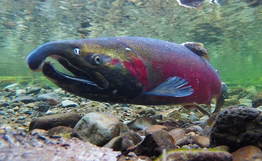 Coho salmon spawn on the Salmon River in northwestern Oregon.