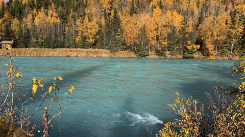 Autumn foliage frams the Kasilof River on Saturday, Oct. 3, 2020 in Kasilof, Alaska.