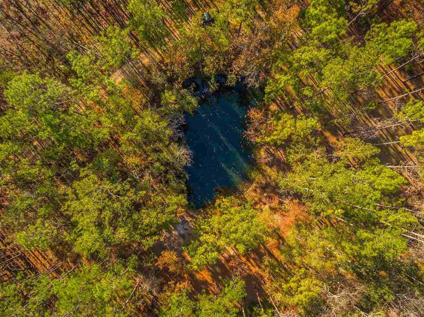 Conservation Florida Establishes Northwest Florida Advisory Council | WUWF