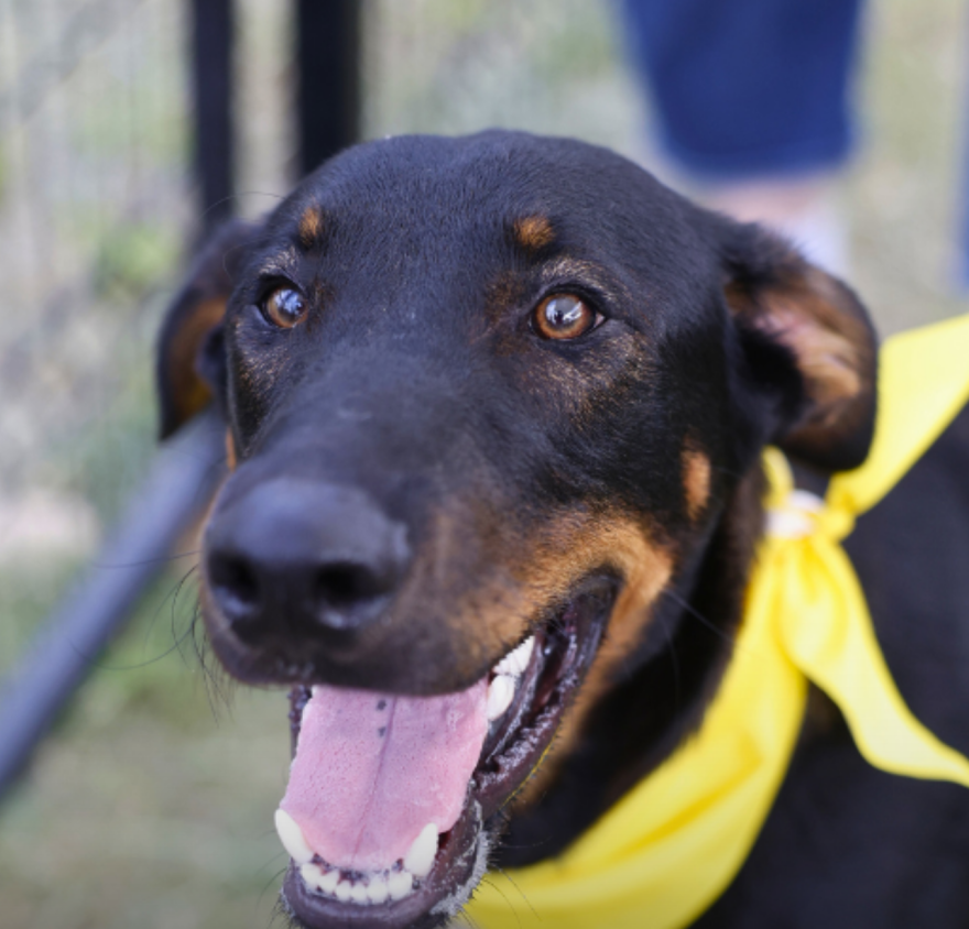 Sergeant Max is among the animals offered for adoption by Animal Control Services on July 10, 2026