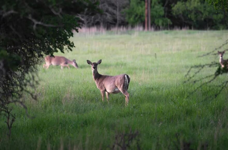 Deer roam near the bison pastures at the Fort Worth Nature Center & Refuge on April 27, 2023.