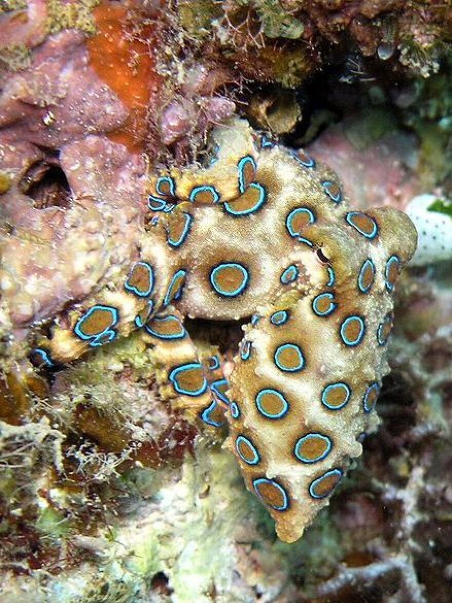 Does this blue-ringed octopus scare you?