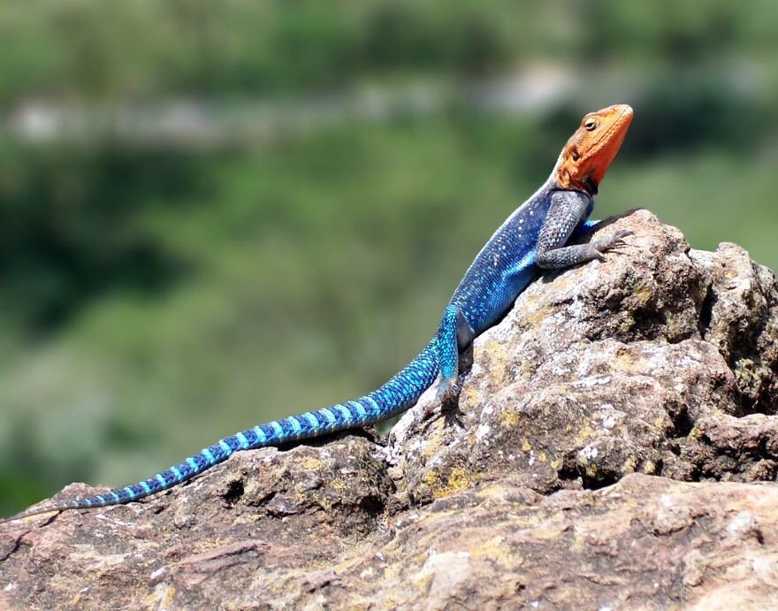 Red-headed_Rock_Agama lizard