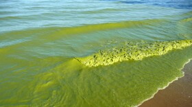 Lake Erie turns a bright green as toxic cyanobacterial blooms across large portions of the lake's western basin.